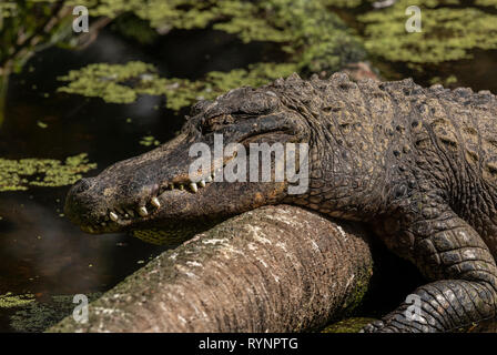 Alligator Alligator mississippiensis, exposant au soleil lui-même sur un journal dans la rivière. La Floride. Banque D'Images