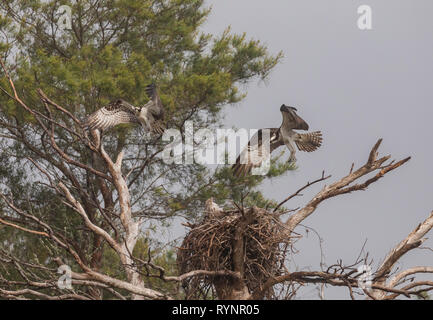 Paire, Pandion haliaetus Osprey, en vol au dessus du site de nidification au printemps. Banque D'Images