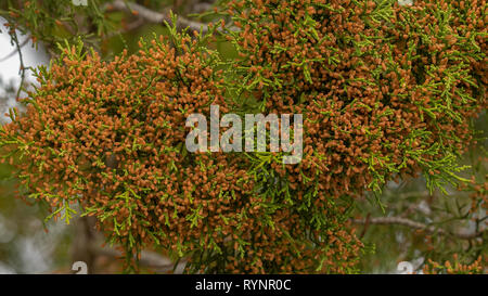 Cèdre rouge, Juniperus virginiana var. silicicola, avec les cônes mâles. La Floride. Banque D'Images