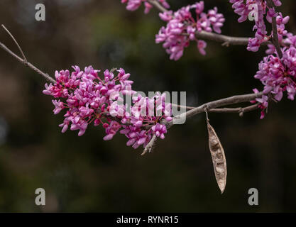 Eastern Redbud, Cercis canadensis, en fleurs au début du printemps, en Floride. Banque D'Images