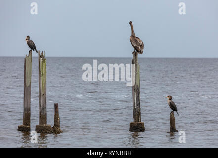 Le Pélican brun et le Cormoran à aigrettes perchées sur jetty, sur le golfe du Mexique, St Marks NWR, en Floride. Banque D'Images