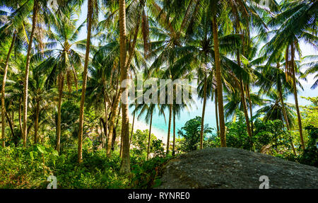 Vue imprenable sur une plage paradisiaque vu à travers une riche végétation et de palmiers. Phuket, Thailande. Banque D'Images