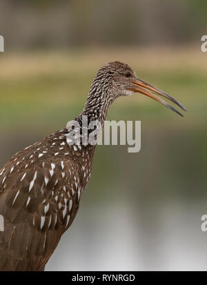 Aramus guarauna Limpkin,, appelant à des zones humides ; Sweetwater, Floride Banque D'Images