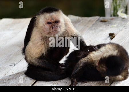 Portrait de deux capucins face blanche panaméenne (imitateur cebus) des singes dans un zoo