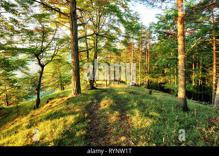 Tôt le matin avec le lever du soleil dans une forêt de pins Banque D'Images