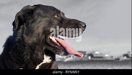 Portrait d'une race de chien Mastiff dans le profil Banque D'Images