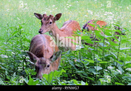Doe cerf et faon dans un beanfield en fin de soirée Banque D'Images