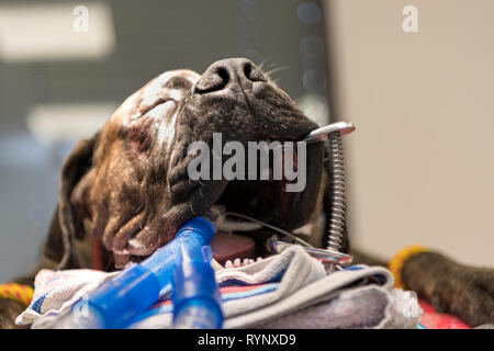 Grand chien intubé en salle d'opération de la clinique vétérinaire Banque D'Images