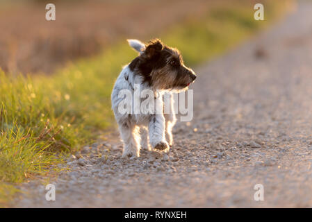 Jack Russell Terrier femelle 3 ans.style de Cheveux rugueux. Adorable petit chien est debout sur une route, à côté de la verte prairie en automne Banque D'Images