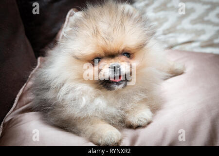 Cute puppy Pomeranian dog lying on golden oreiller de satin sur le lit. Close up. Banque D'Images