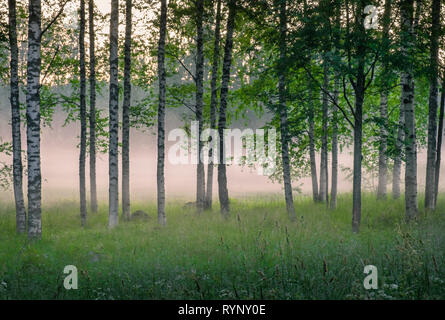 Paysage boisé pittoresque avec humeur brumeux et les bouleaux à nuit d'été en Finlande Banque D'Images