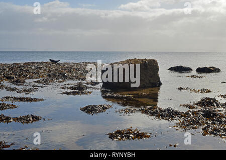 Au soleil sur des pierres à joint Whiting Bay Kiscadale Isle of Arran Banque D'Images