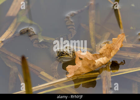 Common frog (Rana temporaria) brun verdâtre avec des taches sombres et gorge blanc bleu pâle. L'ensemble masque foncé et derrière les yeux à bande jaune ci-dessous Banque D'Images