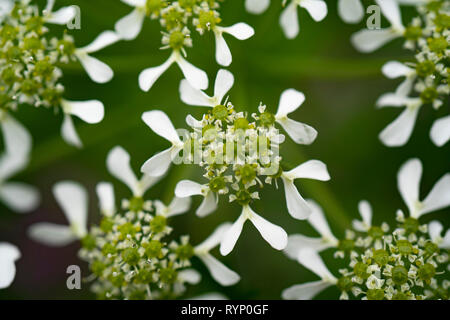 Macro image de cow parsley capitule en milieu naturel. Close up of cow parsley Anthriscus sylvestris fleurs Banque D'Images