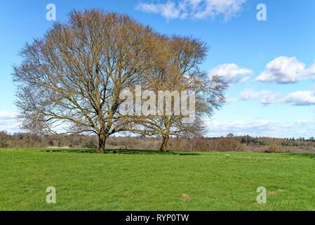 Chêne arbre sans feuillage dans un champ sur une journée de printemps ensoleillée près de Balcombe Sussex England UK Banque D'Images