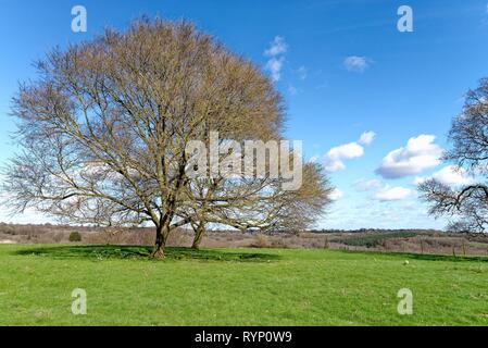 Chêne arbre sans feuillage dans un champ sur une journée de printemps ensoleillée près de Balcombe Sussex England UK Banque D'Images