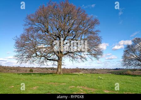 Chêne arbre sans feuillage dans un champ sur une journée de printemps ensoleillée près de Balcombe Sussex England UK Banque D'Images