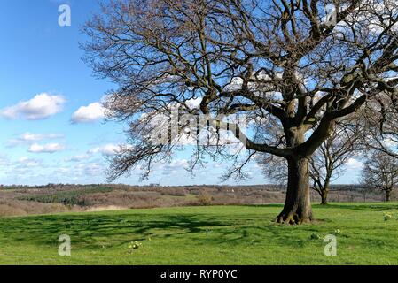 Chêne arbre sans feuillage dans un champ sur une journée de printemps ensoleillée près de Balcombe Sussex England UK Banque D'Images