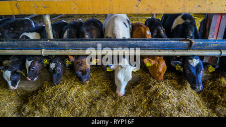 Bébé vaches ou veaux mangent hays à l'intérieur de la maison de la vache jaune avec des tags sur leurs oreilles Banque D'Images