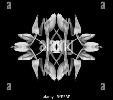 Fine art décoratif floral motif monochrome symétrique/déco/ornament/mandala fait des macros de tulipes sur fond noir dans la peinture vintage Banque D'Images