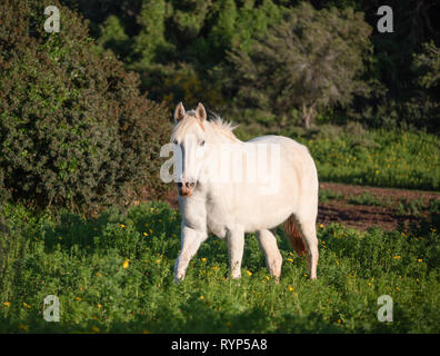 Portrait cheval blanc dans un pré vert Banque D'Images