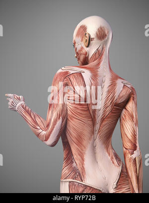 anatomie du corps du muscle féminin - rendu 3d Banque D'Images