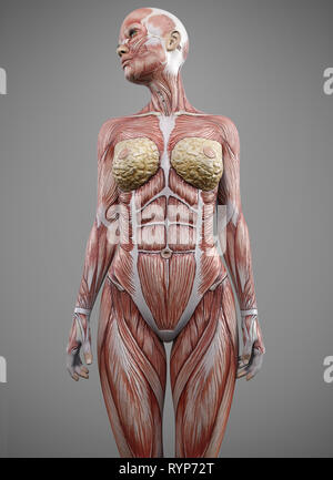 anatomie du corps du muscle féminin - rendu 3d Banque D'Images