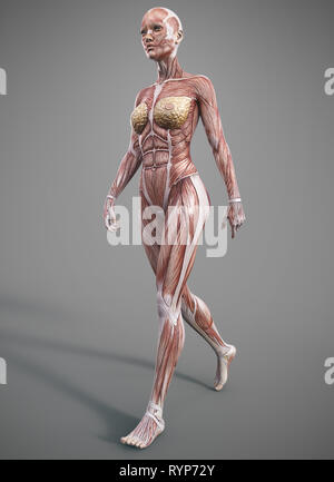 anatomie du corps du muscle féminin - rendu 3d Banque D'Images