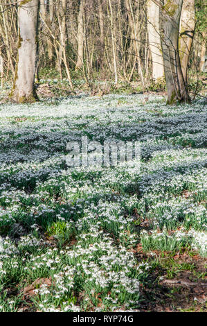 Perce-neige Galanthus dans un bois à la fin de l'hiver début du printemps à Lytham Hall Lytham St Annes Lancashire England UK. Plusieurs millions de dollars à la fois de fleurs Banque D'Images