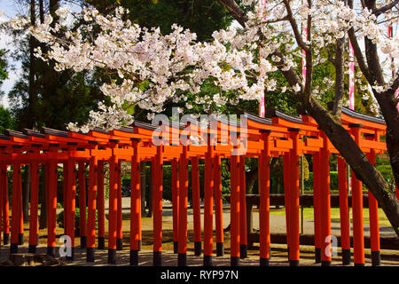 Les fleurs de cerisier dans le jardin Suizenji Jojuen, Kumamoto Prefecture, Japan Banque D'Images