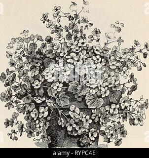 Dreer est milieu de l'été 1902 (catalogue) Dreer Le milieu de l'été du catalogue . dreersmidsummerc1902henr Année : 1902 BEGONIA GLOIRE DE LORRAINE. Begonias. Floraison standard variétés. Alba picta. Une belle espèce, de croissance compacte ; les feuilles sont vert brillant, librement détachés avec lumineux, blanc argenté. Argentea guttata. Le feuillage d'un vert tacheté, avec de l'argent. Haageana. L'un des plus beaux bégonias encore introduit. Les fleurs, qui sont de la plus grande taille, sont d'un blanc crème, avec juste sufiicient rose pour leur donner un éclat lumineux, gai ; le feuillage est vert-bronzé d'un au-dessus et en rouge ci-dessous. Metallic Banque D'Images