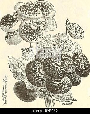 Dreer est milieu de l'été, la fraise liste Dreer liste au milieu de l'été : fraise, le céleri et d'autres plantes de saison, graines etc. Juillet 1894 Août . dreersmidsummerl1894henr Année : 1894 AU MILIEU DE L'ÉTÉ DU DREER LISTE. Fl ower La liste suivante des semences de fleurs comprend un choix de collection vivaces qui doit être semé en été et en automne pour fleurir l'année prochaine. Le Calceolaria, cinéraire, la Primula, etc., pour l'intérieur qui fleurit en hiver et au printemps, et les variétés résistantes pour l'extérieur en fleurs au printemps et en été. Nos sélections de graines offerts ici sont de source de renommée mondiale Banque D'Images