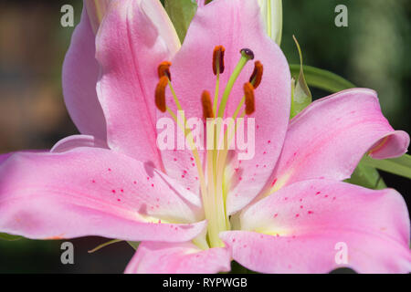 Colchicum autumnale Banque D'Images