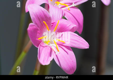 Colchicum autumnale Banque D'Images