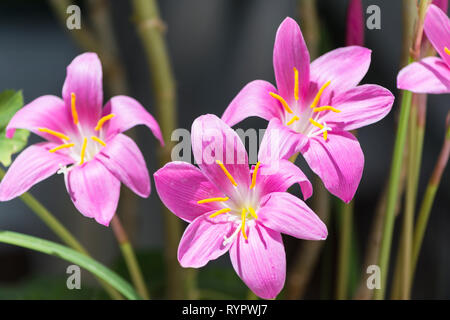 Colchicum autumnale Banque D'Images