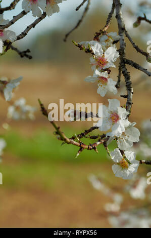 Amandier Prunus dulcis le matin à alicante espagne Banque D'Images