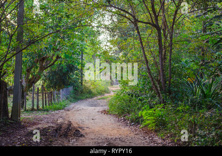 Route de terre menant dans les arbres et la végétation en passant par une clôture en bois Banque D'Images