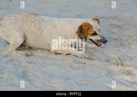 Chien jouant avec le crabe dans le sable sur la plage Banque D'Images