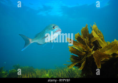 Des profils Australasian snapper Pagrus auratus piscine au-dessus de champs d'algues dans l'océan bleu. Banque D'Images