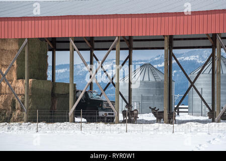 En vertu d'un chevreuil dans la grange pôle Imbler, Oregon. Banque D'Images