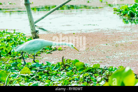 Un beau cygne blanc ou Cygnus pour la chasse aux oiseaux de la nourriture sur le lac champ avec des plantes aquatiques flottantes en sanctuaire ornithologique de Kumarakom, Kerala. Banque D'Images