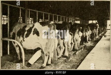 L'agriculture primaire avec l'agriculture primaire arithmétique pratique avec l'arithmétique pratique . elementaryagricu00hatc Année : 1907 LA LAITERIE 123 possible. Aérer le lait, c'est, ce qui lui permet de vider lentement à travers une passoire placée plusieurs pieds au-dessus de l'air pur peut, où il peut souffler comme il tombe-fera beaucoup pour éliminer les mauvaises odeurs il peut déjà contenir. Seaux et bidons devraient être conservés scru- pulously propre. Elles doivent être rincées avec de l'eau bouillante après chaque traite de tuer toutes les bactéries qui peuvent un modèle étable. (Edgewood Farm.) qu'elles les respectent. Si peu de particules de m Banque D'Images