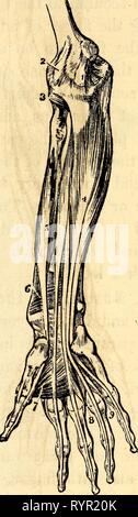 Anatomie et physiologie élémentaires en anatomie et physiologie élémentaires : pour des collèges, des académies, des écoles et d'autres . elementaryanato00hitc Année : 1869 Vue des muscles sur la paume de la main. 1, ligament annulaire. 2, 2, de l'origine et l'insertion de la pol- licis ravisseur. 3, Opponens abducteur du pouce. 4, 5, deux ventres du flexor Brevis abducteur du pouce. 6, muscle abducteur du pouce. 7, 7, Lumbricales aris- ing de tendons des Dtgitorum fléchisseur profond. S, montre comment le tendon fléchisseur profond de tho traverse le flexor Sublimis. 9, tendon fléchisseur de l'orteil abducteur du pouce. 10, le ravisseur Minimi. Bigiti 11, F Banque D'Images