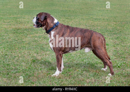 Chiot boxer bringé avec chaussettes blanches est debout sur un pré vert. Animaux de compagnie. Chien de race pure. Banque D'Images