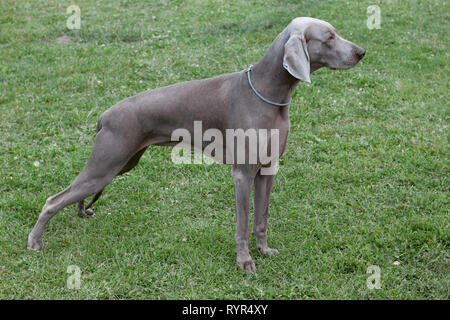 Le poil court mignon vorstehhund weimaraner est debout sur un pré vert. Animaux de compagnie. Chien de race pure. Banque D'Images