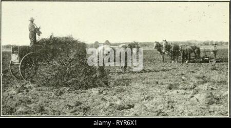 La culture sèche dans l'ouest du Canada la culture sèche dans l'ouest du Canada . dryfarminginwes00brac Année : 1921 144 La culture sèche pas trop court la variété Pluie d'or a beaucoup à recom- la réparer. Bien que trop peu de tests de variétés d'orge ont été faits pour justifier une conclusion, il semble que les six rangs sont susceptibles d'être meilleures pour boîtes en région. Mandchou et 0. A. C. No 21 sont le stand- Fig. 58.-Enlever les racines et Pinceau. Sur le parc boisé plus fortement l'élimination des terres de la ceinture de racines et de broussailles après le labour et hersage est une opération obligatoire. ard sortes, bien qu'un vrai 6 rangs trier kno Banque D'Images