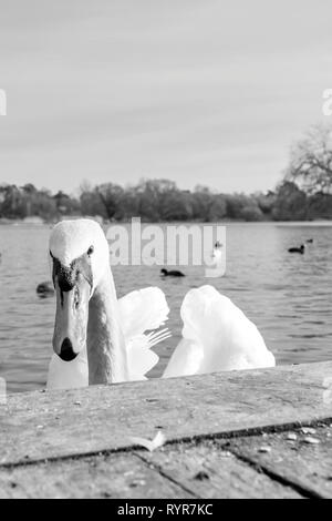 Cygne Noir et blanc watcher Banque D'Images