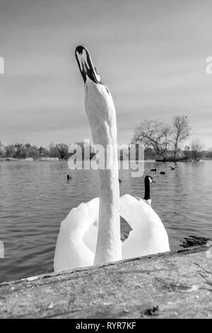 Noir et blanc de col de cygne Banque D'Images