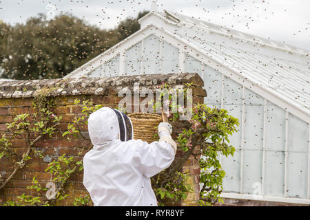 Apiculteur collecte un essaim d'abeilles dans les jardins clos à West Dean Gardens, West Sussex Banque D'Images