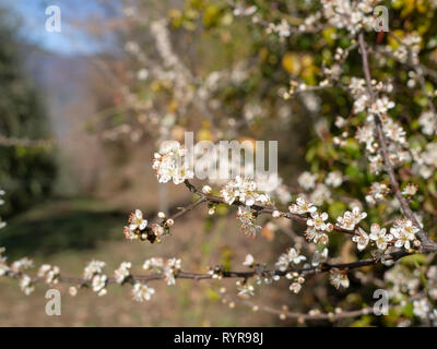 Fleur de printemps, de fleurs blanches prunellier Prunus spinosa, dans la nature. L'Europe. Banque D'Images